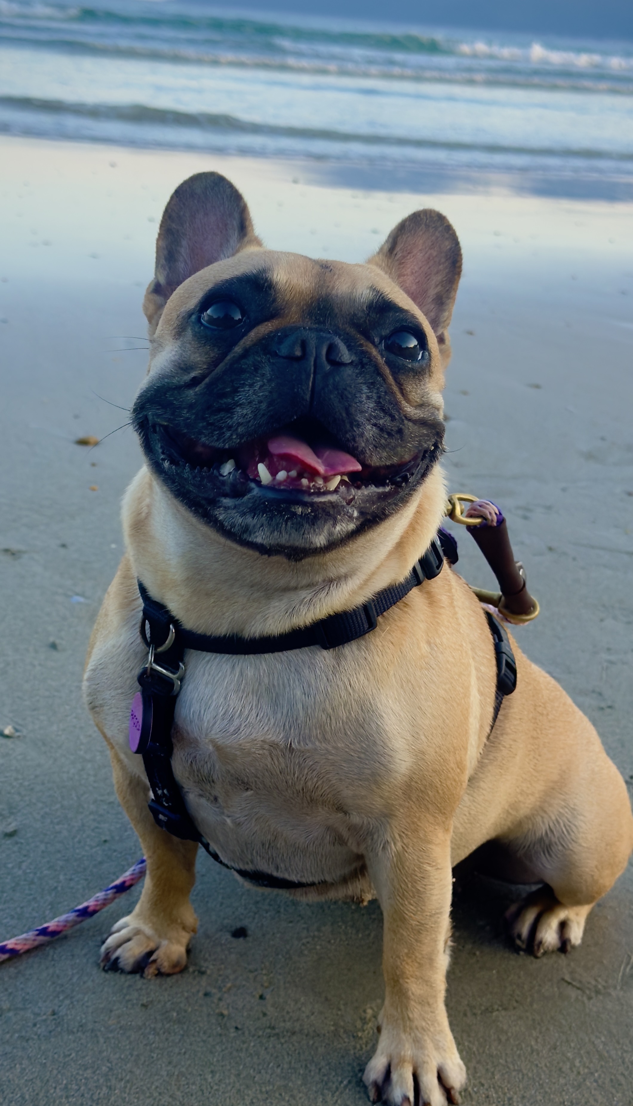 Paçoca — French Bulldog